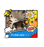 まゆことうしお、ときどきぽるがいます。（個別スタンプ：16）