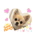 チワワのモコ  ツナちゃんスタンプ（個別スタンプ：1）
