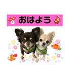 チワワのモコ  ツナちゃんスタンプ（個別スタンプ：2）