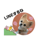 チワワのモコ  ツナちゃんスタンプ（個別スタンプ：5）
