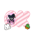 チワワのモコ  ツナちゃんスタンプ（個別スタンプ：6）
