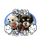 チワワのモコ  ツナちゃんスタンプ（個別スタンプ：8）
