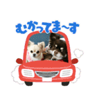 チワワのモコ  ツナちゃんスタンプ（個別スタンプ：10）