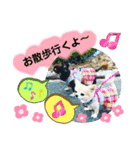 チワワのモコ  ツナちゃんスタンプ（個別スタンプ：11）