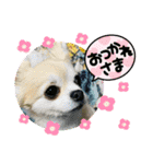 チワワのモコ  ツナちゃんスタンプ（個別スタンプ：16）