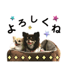 チワワのモコ  ツナちゃんスタンプ（個別スタンプ：19）