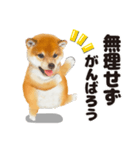 【新年度】♡ずっと使える シバ犬（個別スタンプ：3）