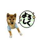 ☆風和☆（個別スタンプ：13）
