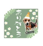 chiroさん（個別スタンプ：7）