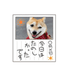 豆柴の小梅殿（個別スタンプ：3）