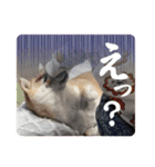 豆柴の小梅殿（個別スタンプ：5）