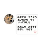 豆柴の小梅殿（個別スタンプ：6）