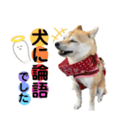 豆柴の小梅殿（個別スタンプ：7）