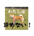 豆柴の小梅殿（個別スタンプ：9）