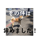 豆柴の小梅殿（個別スタンプ：10）