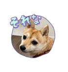豆柴の小梅殿（個別スタンプ：13）