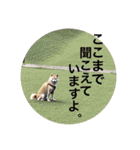 豆柴の小梅殿（個別スタンプ：15）