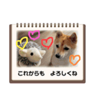 豆柴の小梅殿（個別スタンプ：16）