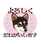 【柴犬 Ⅱ】動く！ペットたち（個別スタンプ：4）