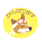 【柴犬 Ⅱ】動く！ペットたち（個別スタンプ：7）