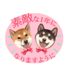 【柴犬 Ⅱ】動く！ペットたち（個別スタンプ：10）