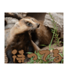動物園の仲間たち(ニホンアナグマ)（個別スタンプ：24）
