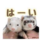 フェレズスタンプ①（個別スタンプ：3）