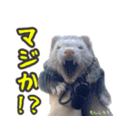 フェレズスタンプ①（個別スタンプ：8）