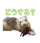 フェレズスタンプ①（個別スタンプ：13）