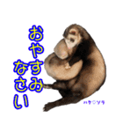 フェレズスタンプ①（個別スタンプ：14）