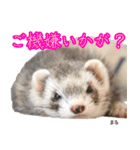 フェレズスタンプ①（個別スタンプ：16）