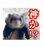 フェレズスタンプ①（個別スタンプ：21）