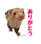 フェレズスタンプ①（個別スタンプ：23）