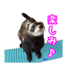 フェレズスタンプ①（個別スタンプ：24）