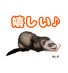 フェレズスタンプ①（個別スタンプ：26）