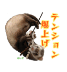 フェレズスタンプ①（個別スタンプ：27）
