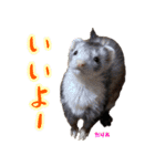 フェレズスタンプ①（個別スタンプ：29）