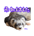 フェレズスタンプ①（個別スタンプ：30）
