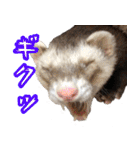 フェレズスタンプ①（個別スタンプ：31）