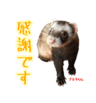 フェレズスタンプ①（個別スタンプ：37）