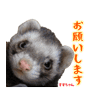 フェレズスタンプ①（個別スタンプ：38）