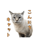 こんにちキャットです！（個別スタンプ：1）