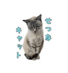こんにちキャットです！（個別スタンプ：2）