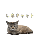 こんにちキャットです！（個別スタンプ：5）