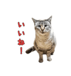 こんにちキャットです！（個別スタンプ：6）