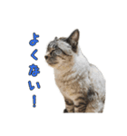 こんにちキャットです！（個別スタンプ：7）