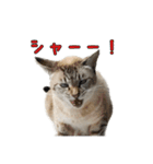 こんにちキャットです！（個別スタンプ：8）