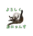 こんにちキャットです！（個別スタンプ：9）