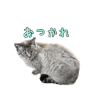 こんにちキャットです！（個別スタンプ：11）