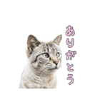 こんにちキャットです！（個別スタンプ：12）